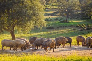 a group of animals in a fields iberico